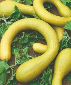 Roots Plants All Vegetable Plants 41 Organic Unusual Vegetable Plants