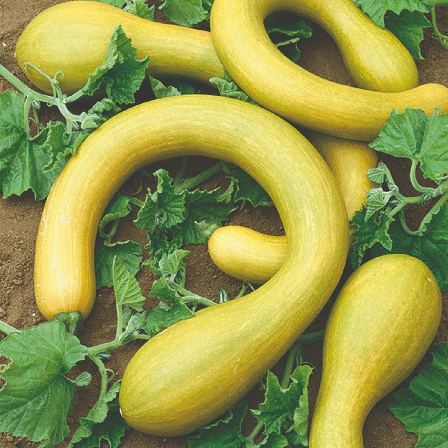 Roots Plants All Vegetable Plants 41 Organic Unusual Vegetable Plants 4 Roots Plants All Vegetable Plants 41 Organic Unusual Vegetable Plants