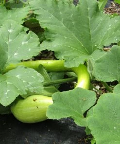 Roots Plants Courgettes 3 Organic 'Tromboncino Albenga' Courgette Plants
