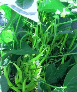 Roots Plants 10 Organic 'Tendergreen' Dwarf French Green Bean Plants 10 Roots Plants 10 Organic 'Tendergreen' Dwarf French Green Bean Plants
