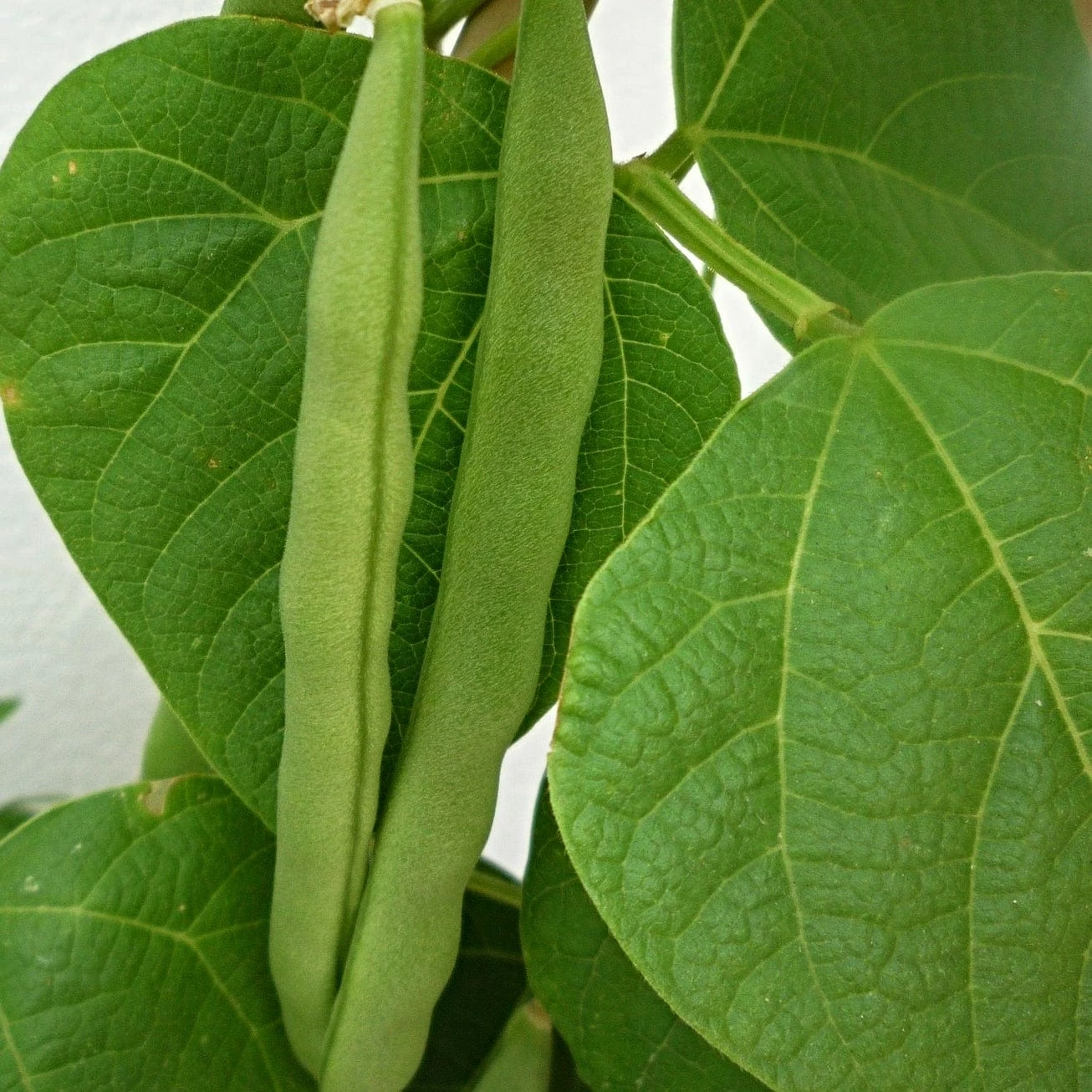 Roots Plants 10 Organic 'Tendergreen' Dwarf French Green Bean Plants 7 Roots Plants 10 Organic 'Tendergreen' Dwarf French Green Bean Plants