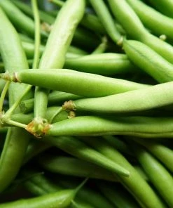 Roots Plants 10 Organic 'Blue Lake' French Climbing Bean Plants