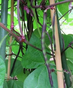 Roots Plants 10 Organic 'Cosse Violette' French Climbing Bean Plants Peas & Beans