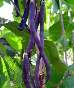 Roots Plants 10 Organic 'Cosse Violette' French Climbing Bean Plants Peas & Beans