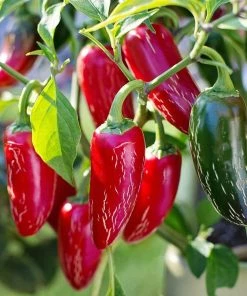 Roots Plants 6 Best Pepper Plants Collection | Growers Choice Chillies & Sweet Peppers 9 Roots Plants 6 Best Pepper Plants Collection | Growers Choice Chillies & Sweet Peppers