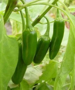 Roots Plants 6 Best Pepper Plants Collection | Growers Choice Chillies & Sweet Peppers