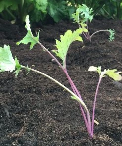 Roots Plants 10 Organic 'Red Russian' Kale Plants