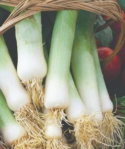 Roots Plants 20 Organic 'Musselborough' Leek Plants All Vegetable Plants
