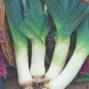 Roots Plants 20 Organic Giant Winter Leek Plants All Vegetable Plants