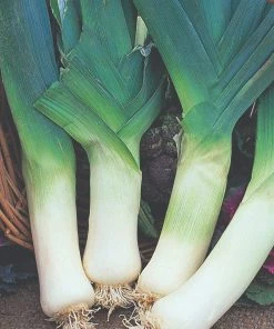 Roots Plants 20 Organic Giant Winter Leek Plants All Vegetable Plants
