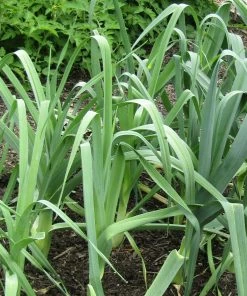Roots Plants 20 Organic Giant Winter Leek Plants All Vegetable Plants