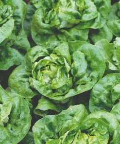 Roots Plants 10 Organic 'Buttercrunch' Lettuce Plants