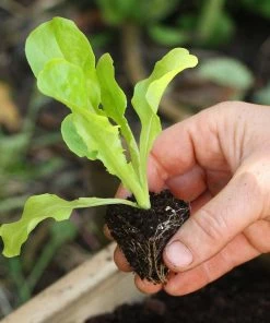 Roots Plants 55 Quick Growing Salad Plants For Pots