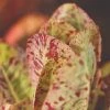 Roots Plants 10 Organic 'Freckles' Lettuce Plants
