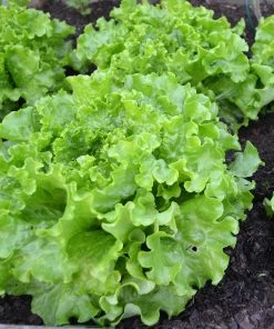 Roots Plants 55 Quick Growing Salad Plants For Pots