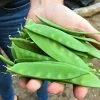 Roots Plants 10 Organic 'Carouby De Mausasane' Mangetout Pea Plants
