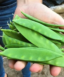 Roots Plants 10 Organic 'Carouby De Mausasane' Mangetout Pea Plants