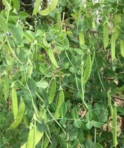 Roots Plants 63 Organic Stir Fry Vegetable Plants All Vegetable Plants