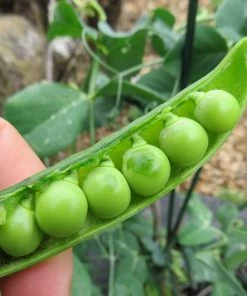 Roots Plants Peas & Beans 10 Organic 'Kelvedon Wonder' Pea Plants
