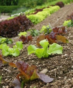 Roots Plants Salad Plants Quick Growing Organic Salad Collection 90 Plants