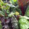 Roots Plants 10 Organic Rainbow Chard Plants 1 Roots Plants 10 Organic Rainbow Chard Plants