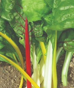 Roots Plants 41 Vegetables Plants For Pots | Tomatoes, Peppers & More