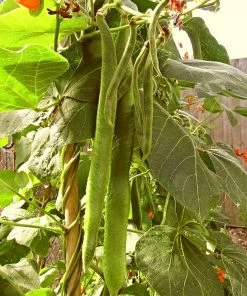 Roots Plants Peas & Beans 10 Organic 'Enorma' Runner Bean Plants 15 Roots Plants Peas & Beans 10 Organic 'Enorma' Runner Bean Plants