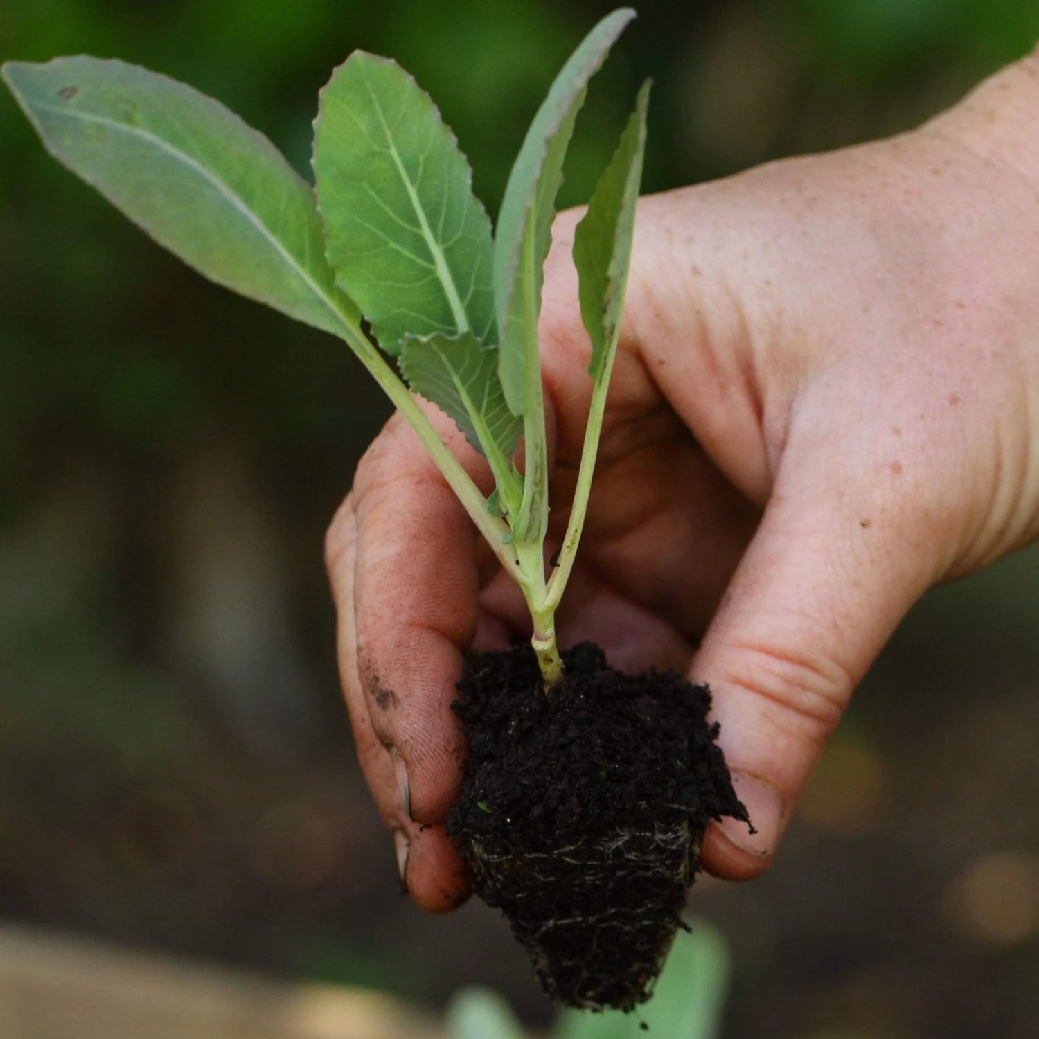 Roots Plants 10 Organic Spring Green Cabbage Plants Brassicas & Leafy Greens 4 Roots Plants 10 Organic Spring Green Cabbage Plants Brassicas & Leafy Greens