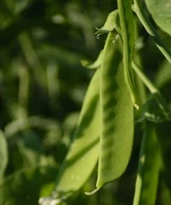Roots Plants All Vegetable Plants Organic Gourmet Beans & Peas Collection 60 Plants