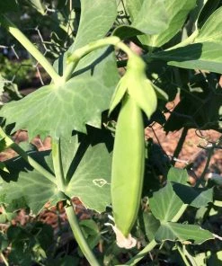 Roots Plants 10 Organic Sugar Snap Pea Plants Peas & Beans
