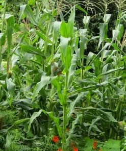 Roots Plants 10 Organic 'Sweet Nugget' Sweetcorn Plants