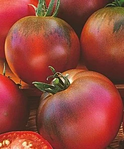 Roots Plants 5 Organic 'Black Russian' Tomato Plants Salad Plants