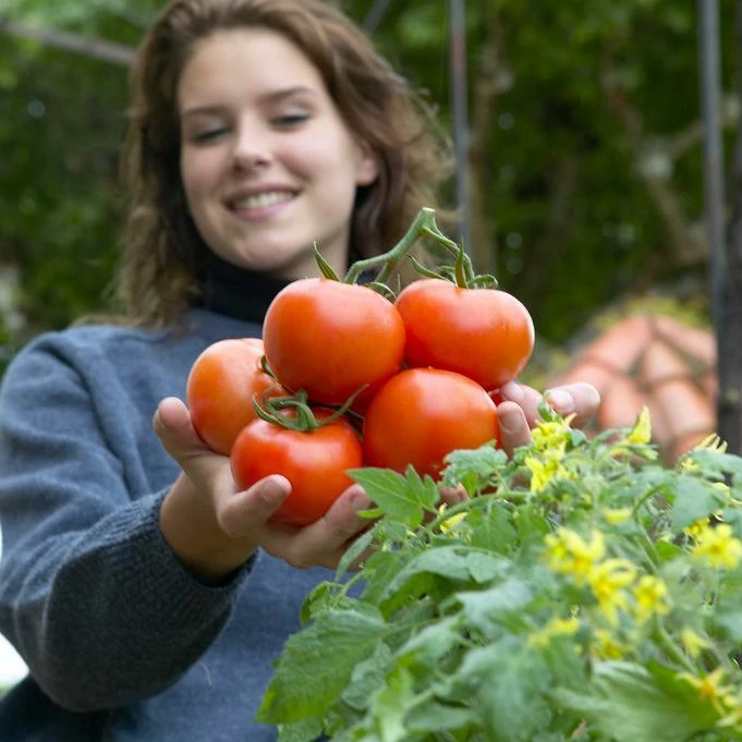 Roots Plants Salad Plants 15 Organic Colourful Tomato Plants 8 Roots Plants Salad Plants 15 Organic Colourful Tomato Plants