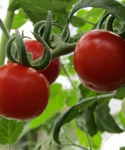 Roots Plants 15 Best Tomato Plants Collection | Growers Choice 10 Roots Plants 15 Best Tomato Plants Collection | Growers Choice