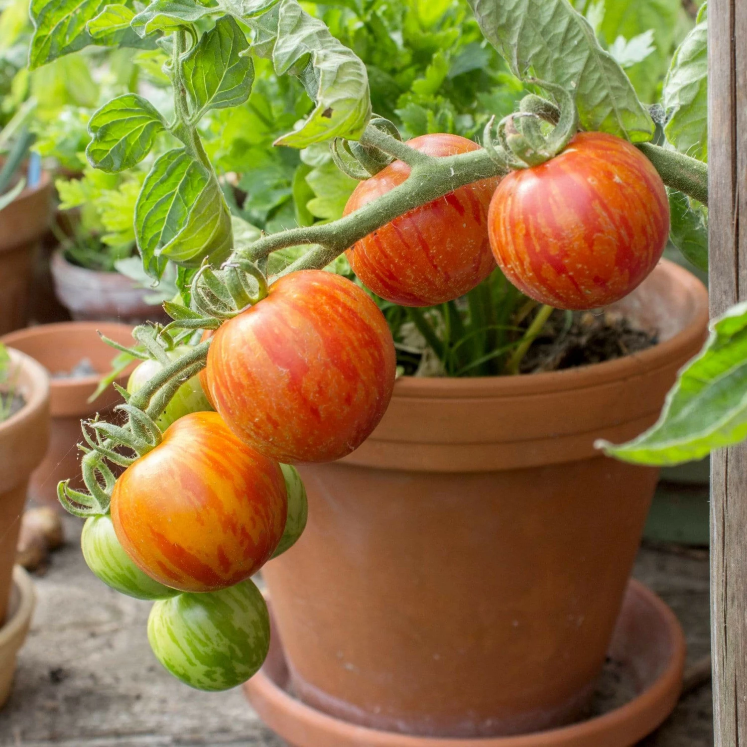 Roots Plants 15 Best Tomato Plants Collection | Growers Choice 5 Roots Plants 15 Best Tomato Plants Collection | Growers Choice