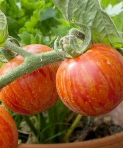 Roots Plants Salad Plants 5 Organic 'Tigerella' Tomato Plants