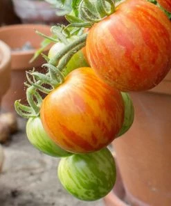 Roots Plants Salad Plants 5 Organic 'Tigerella' Tomato Plants