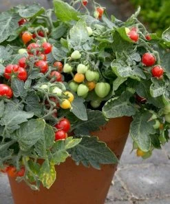 Roots Plants 15 Best Tomato Plants Collection | Growers Choice