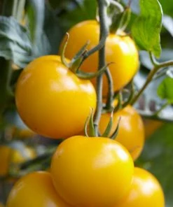 Roots Plants 58 Colourful Vegetable Plants | Eat The Rainbow All Vegetable Plants