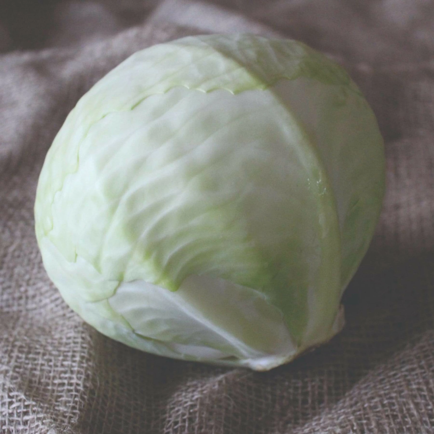 Roots Plants Brassicas & Leafy Greens 10 Organic 'Golden Acre' White Cabbage Plants 3 Roots Plants Brassicas & Leafy Greens 10 Organic 'Golden Acre' White Cabbage Plants