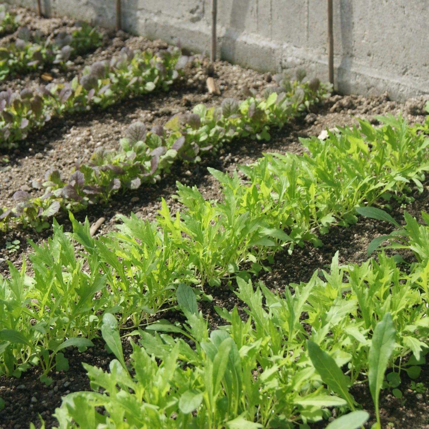 Roots Plants 10 Organic Wild Rocket Plants 3 Roots Plants 10 Organic Wild Rocket Plants