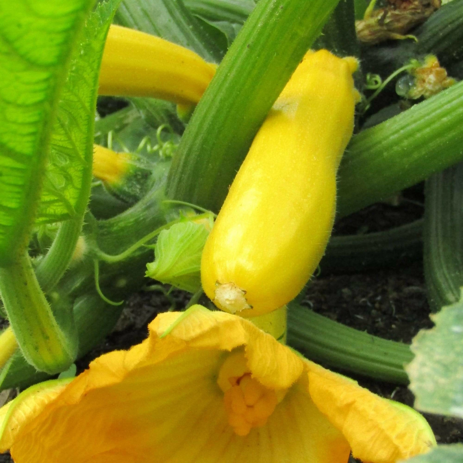 Roots Plants 3 Organic 'Atena Polka' Yellow Courgette Plants Courgettes 5 Roots Plants 3 Organic 'Atena Polka' Yellow Courgette Plants Courgettes