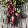 Roots Plants 10 Autumn 'Cylindra' Beetroot 1 Roots Plants 10 Autumn 'Cylindra' Beetroot