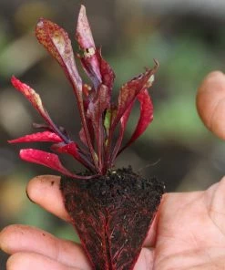 Roots Plants 10 Autumn 'Cylindra' Beetroot