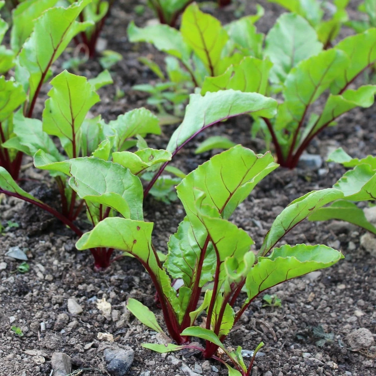 Roots Plants 10 Autumn 'Chioggia' Beetroot 4 Roots Plants 10 Autumn 'Chioggia' Beetroot