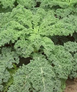 Roots Plants 10 Green Curled Dwarf Borecole Kale Brassicas & Leafy Greens