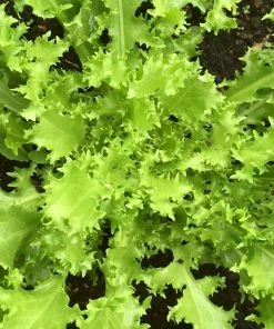 Roots Plants 10 Autumn 'Pancalieri' Endive All Vegetable Plants