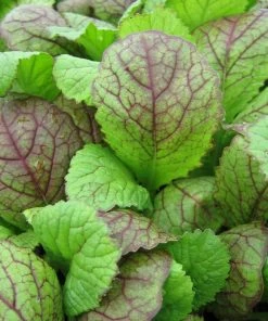 Roots Plants All Vegetable Plants 10 Autumn Giant Red Mustard