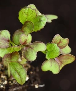 Roots Plants All Vegetable Plants 10 Autumn Giant Red Mustard