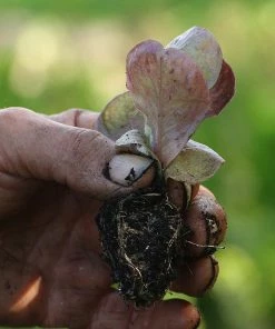 Roots Plants 10 Autumn 'Marvel Of Four Seasons' Lettuce